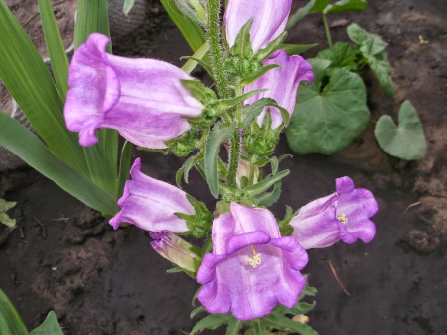 Колокольчик средний – Campanula Medium