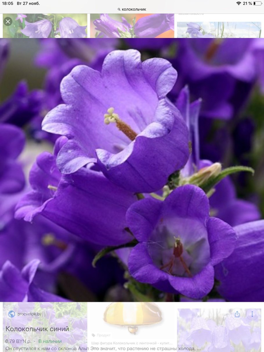 Кампанула китайский сервиз