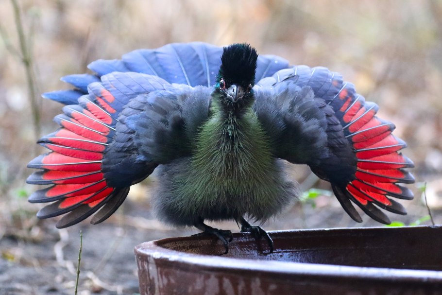 Хохлатый турако