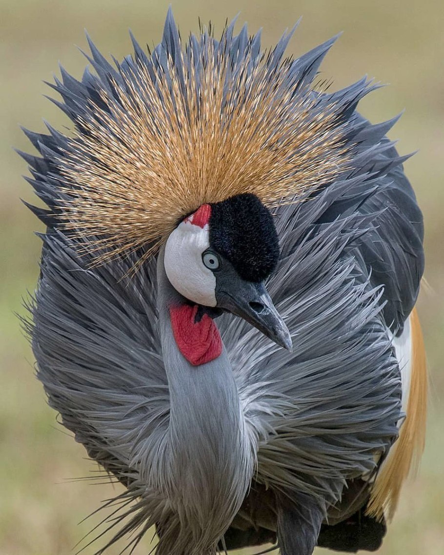 Аллиум Шуберта (Allium schubertii)