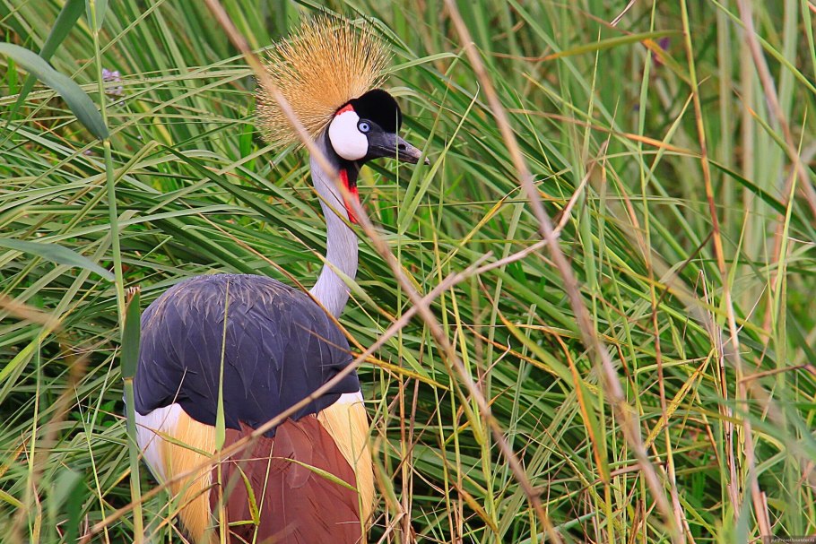 Ситта пигмея птица