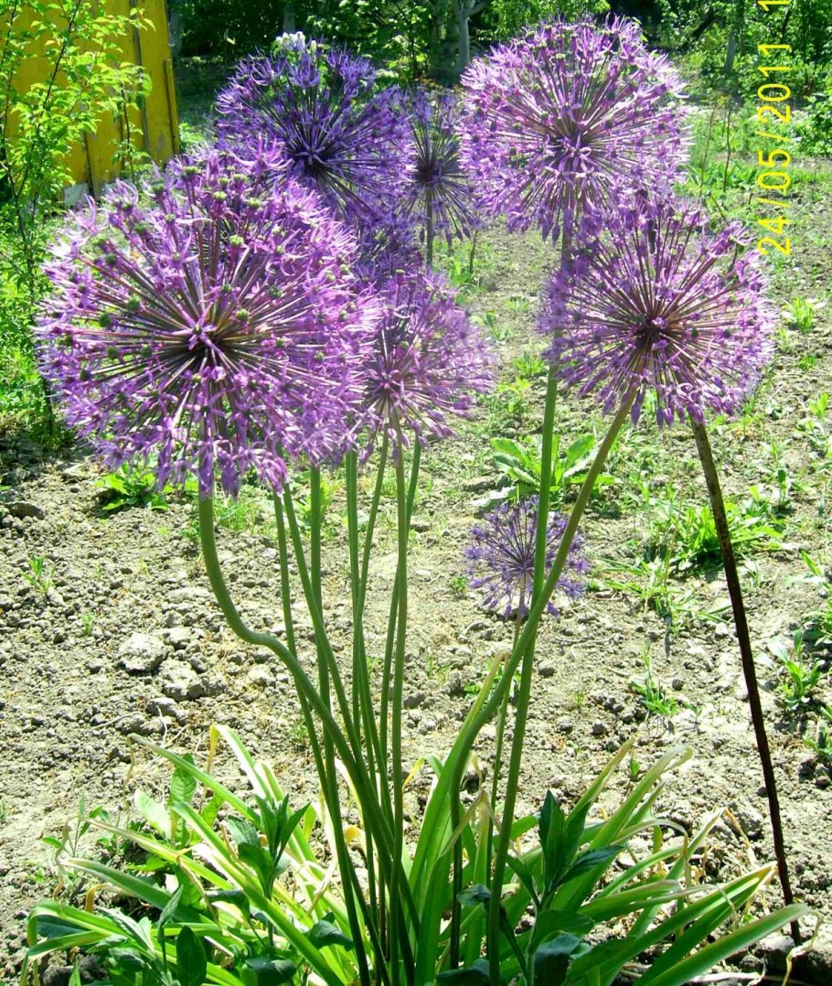 Allium pumilum