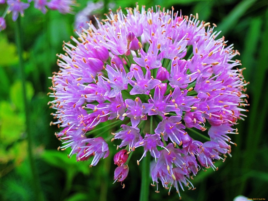 Аллиум неаполитано