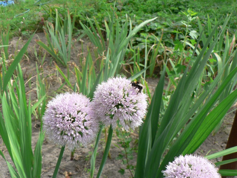 Лук декоративный афлатунский