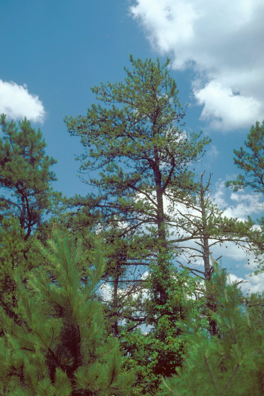 Cedrus libani brevifolia