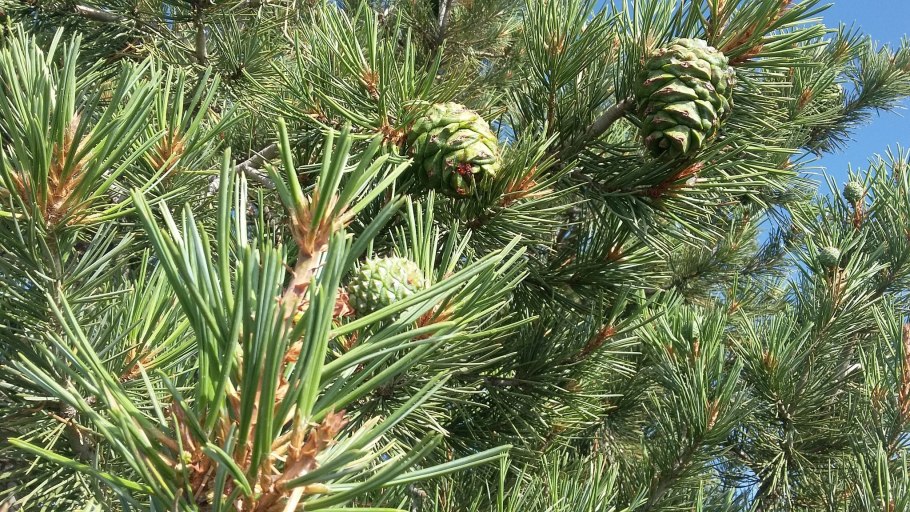 Сосна Кедровая стланиковая Кедровый стланик