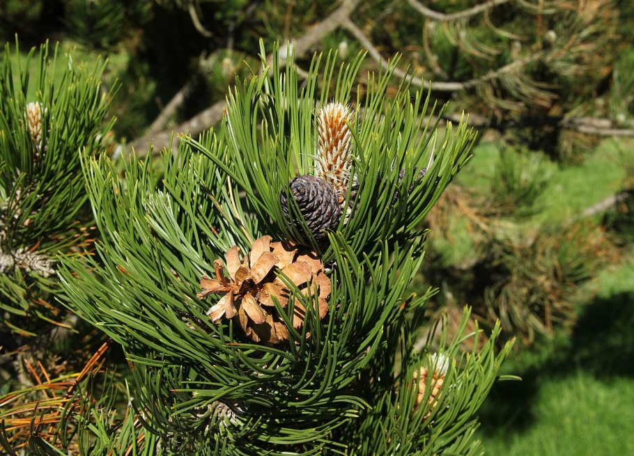 Сосна Горная Клостергрюн