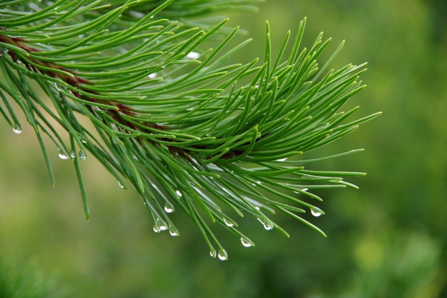 Сосна Горная Мугус