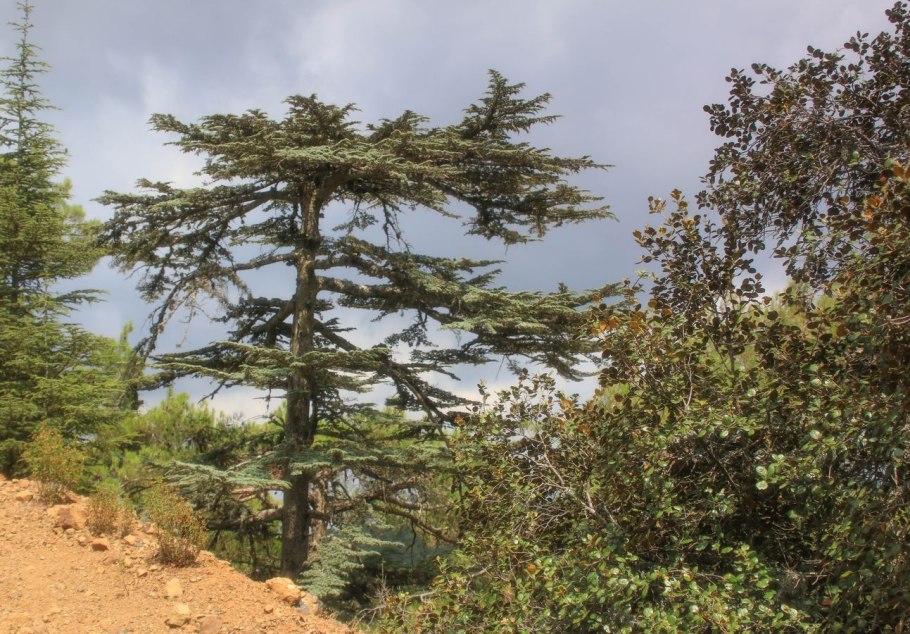 Pinus douglasii (Conifer)