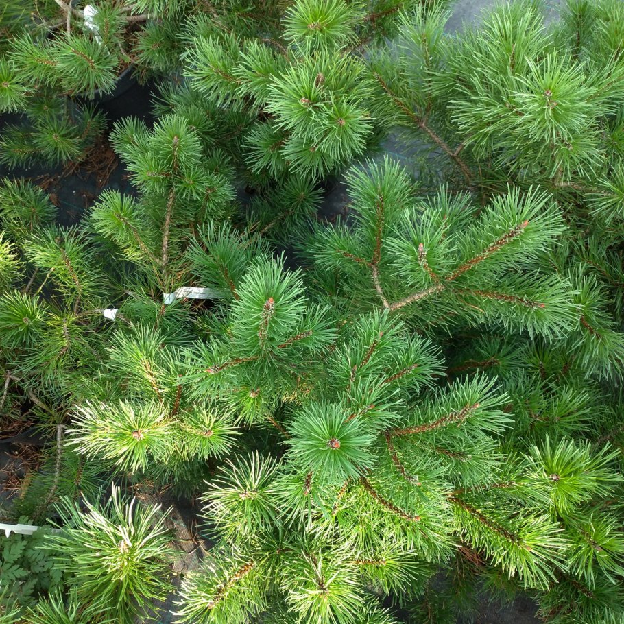 Сосна Теннесси