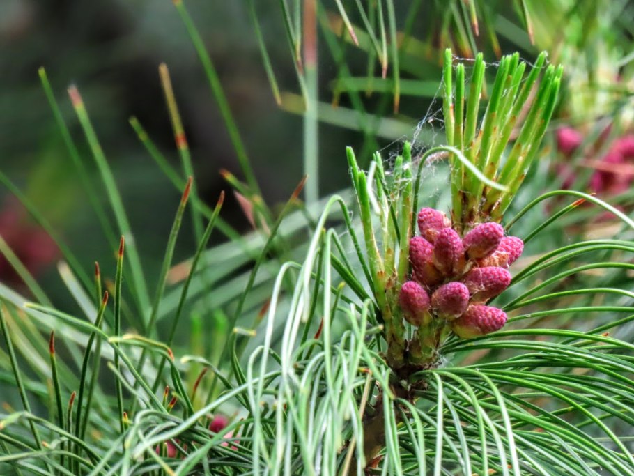 Хвоя сосны кедровой