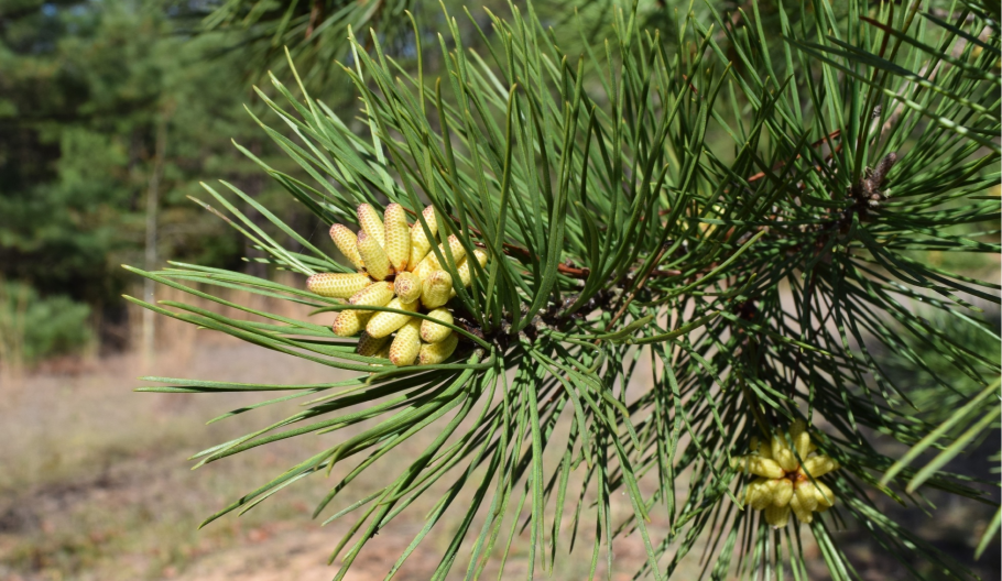 Сосна́ Сиби́рская Кедро́вая (Pínus sibírica)