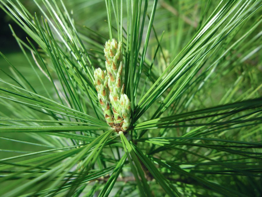 Cedrus libani