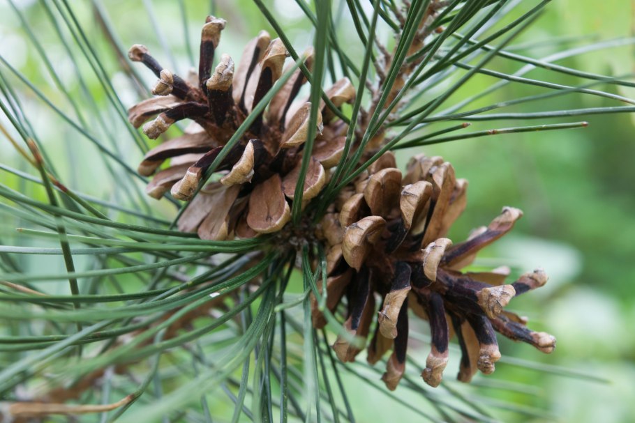 Крымский кедр