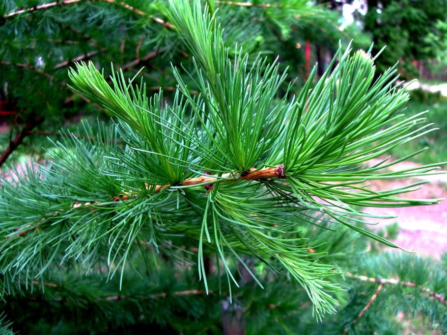 Кедр короткохвойный Нана Эпштейн