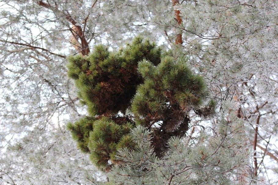 Сибирский кедр (Pinus sibirica du Tour)