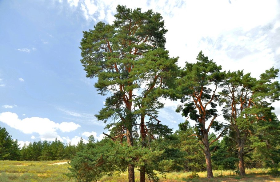 Шотландская сосна