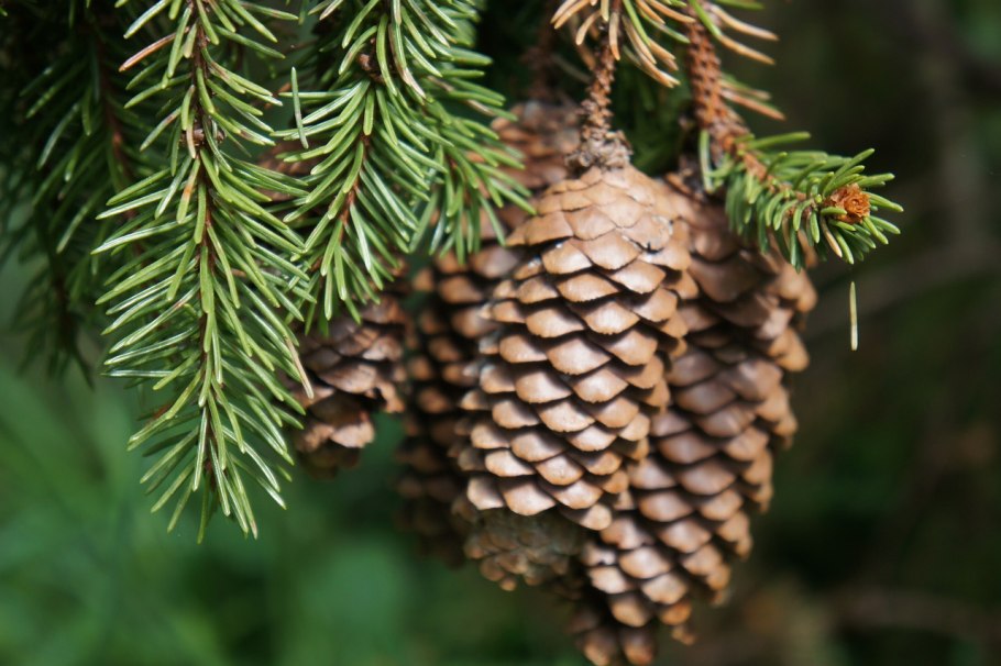 Кедр короткохвойный