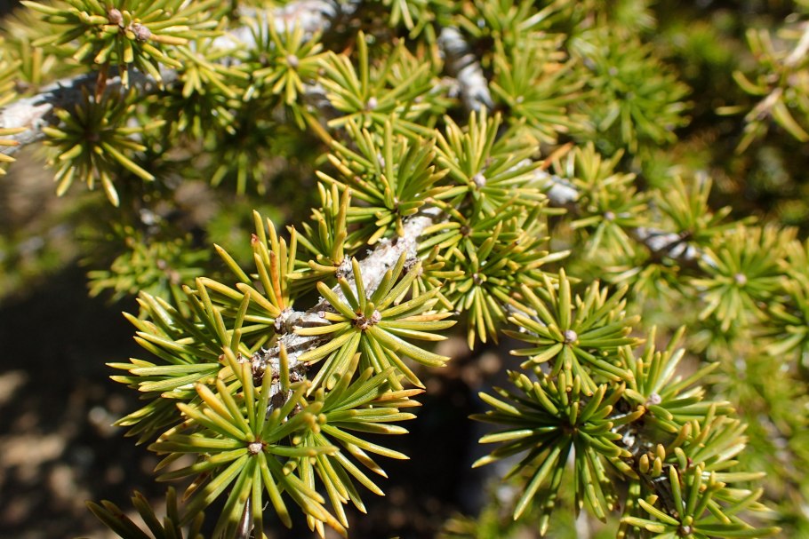 Pinus resinosa 'Morel'