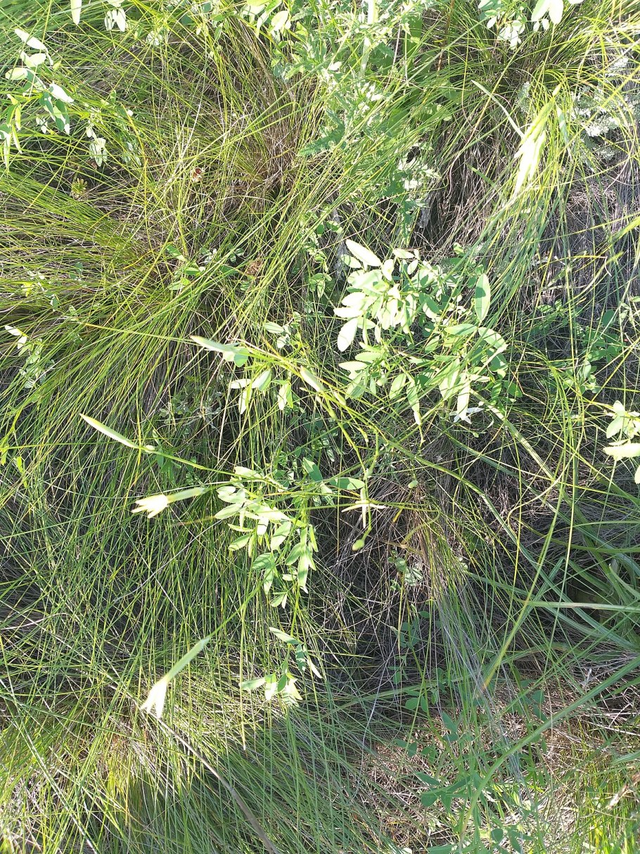 Dianthus ketzkhovelii