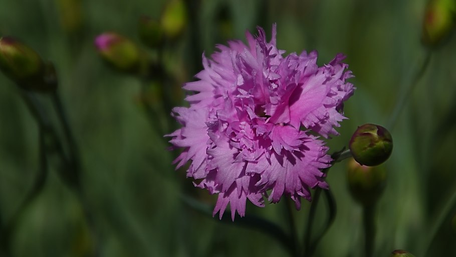 Dianthus Arabella Purple гвоздика