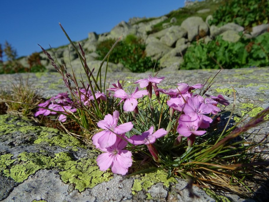 Dianthus carthusianorum