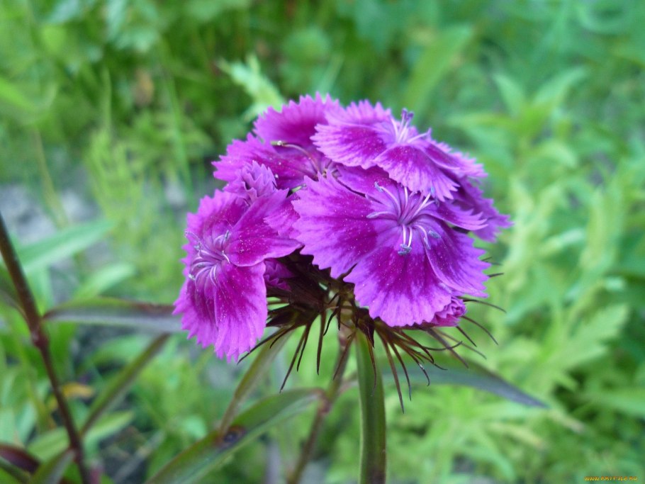 Раиса гвоздик