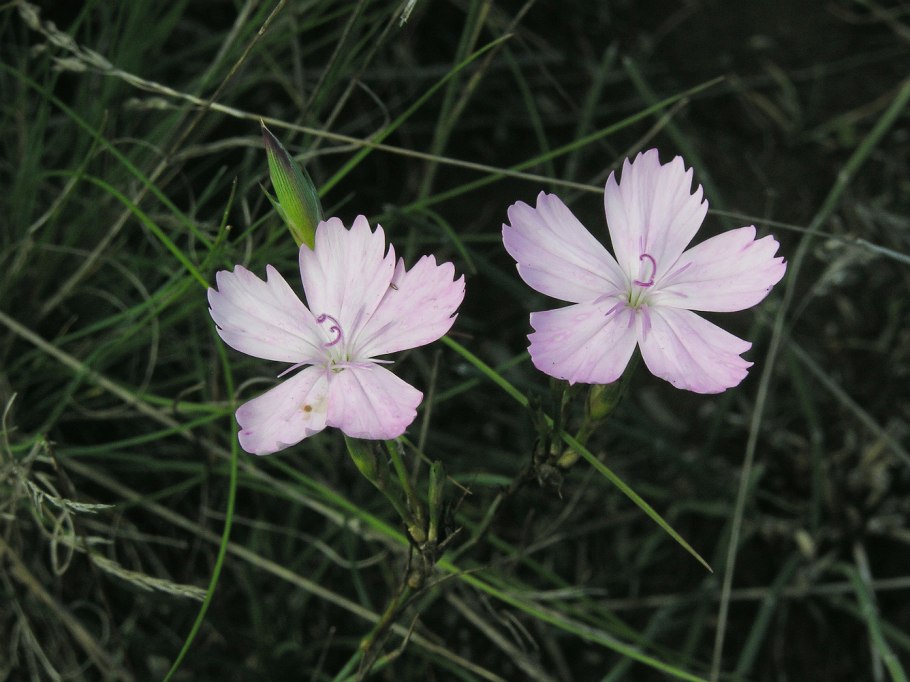 Dianthus carthusianorum гвоздика картузианская