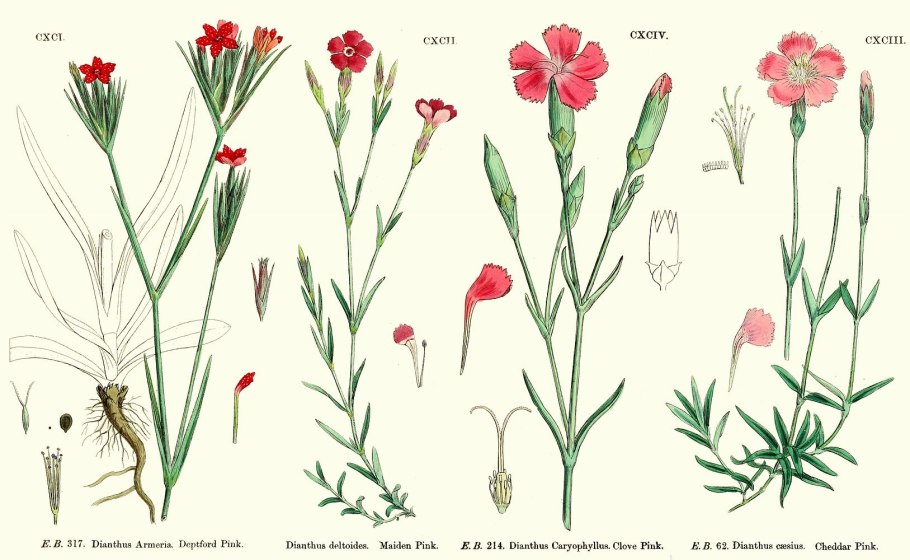 Каменная гвоздика