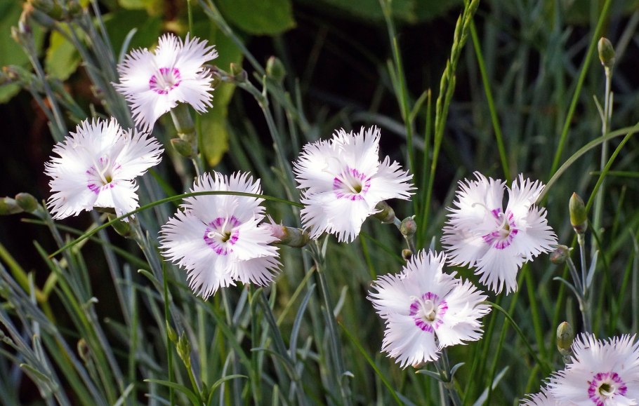 Весной цветет гвоздика