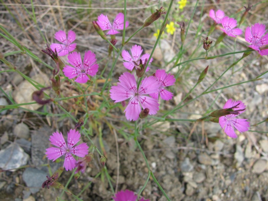 Гвоздика Уральская
