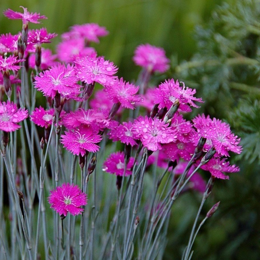 Гвоздика сосноволистная (Dianthus pinifolius)