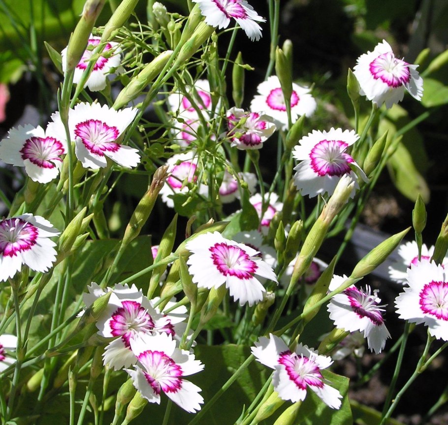 Гвоздика травянка соцветие