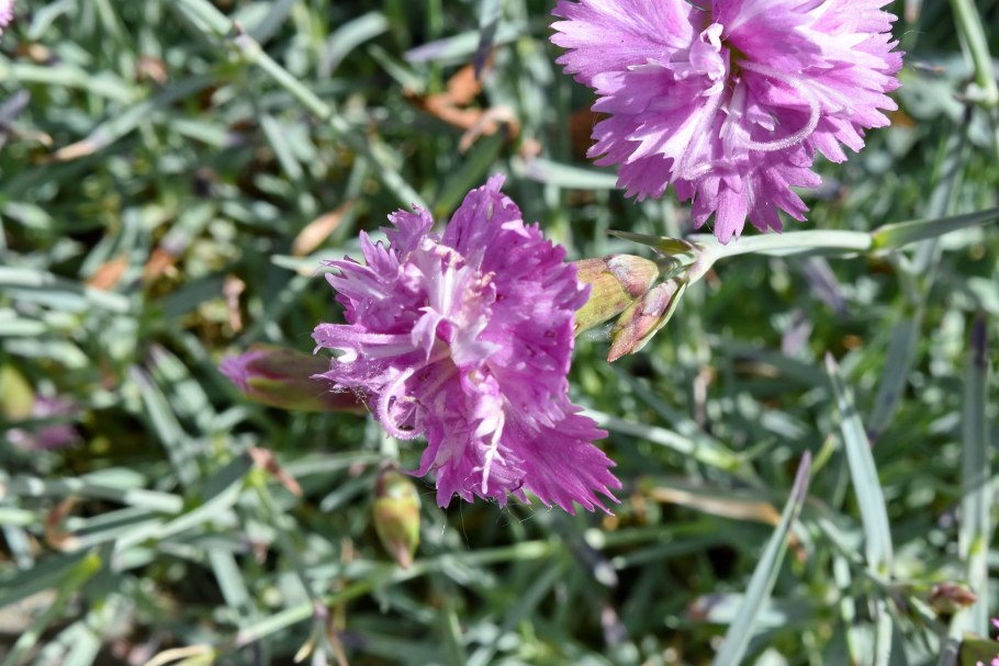 Гвоздика травянка (Dianthus deltoides) Brilliant