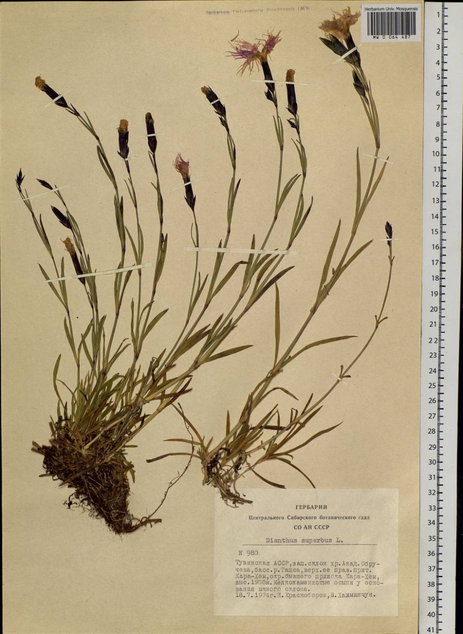 Гвоздика Альвуда Альпийская