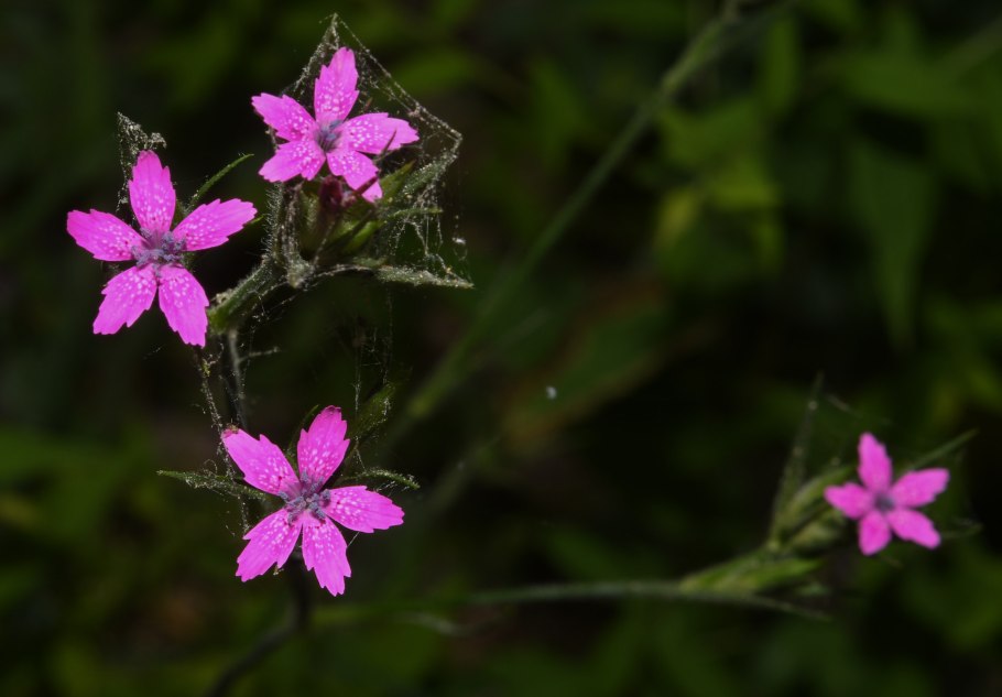 Гвоздика Песчаная (Хибины)