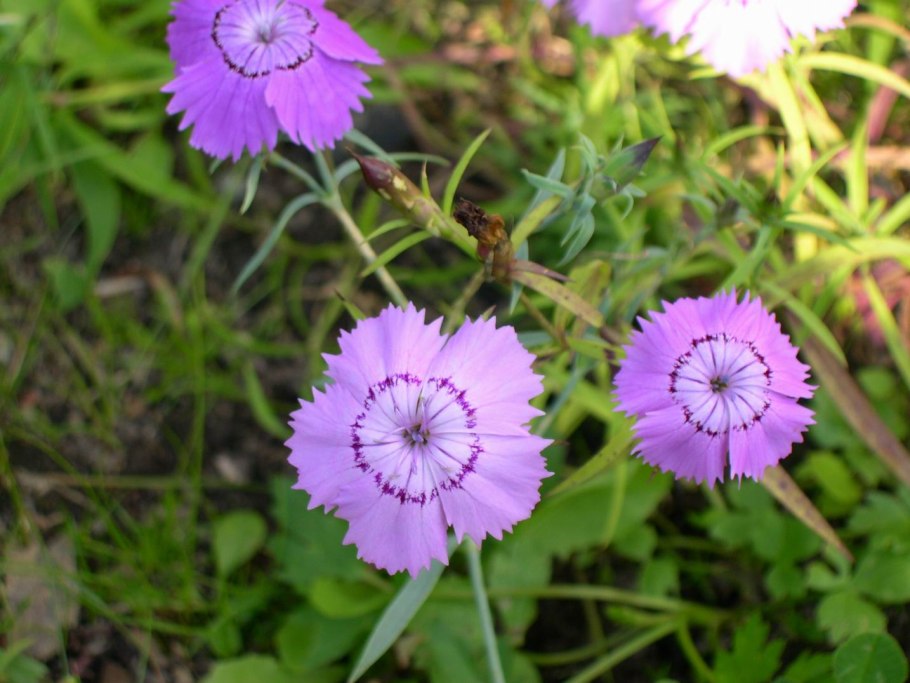 Гвоздика Dianthus arenarius