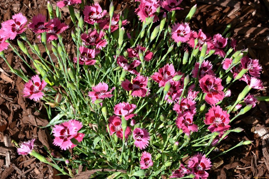 Гвоздичные бутоны