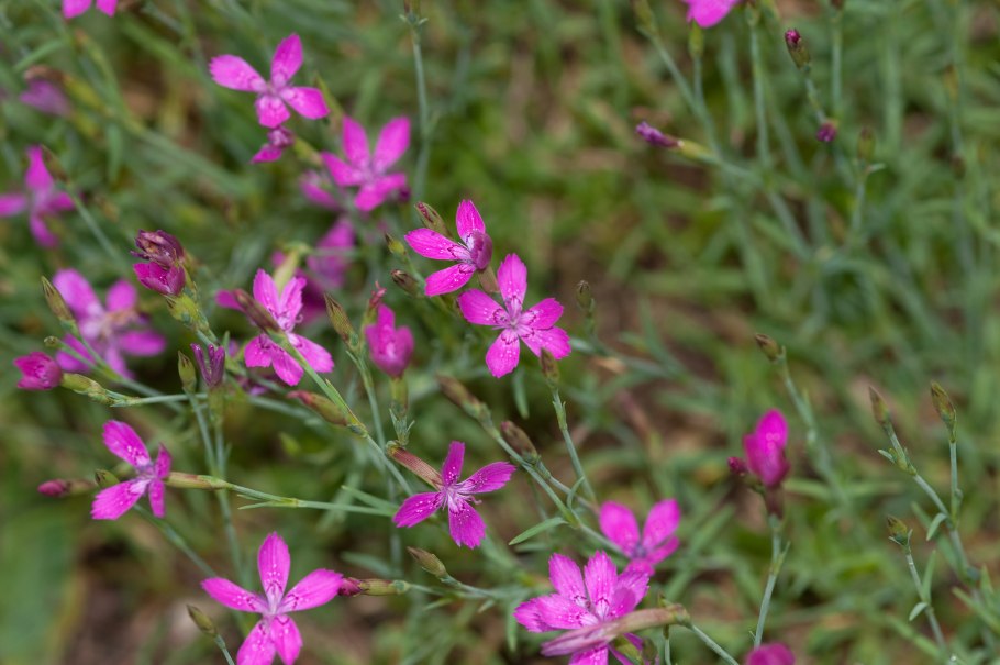Caryophyllaceae - Гвоздичные гербарий