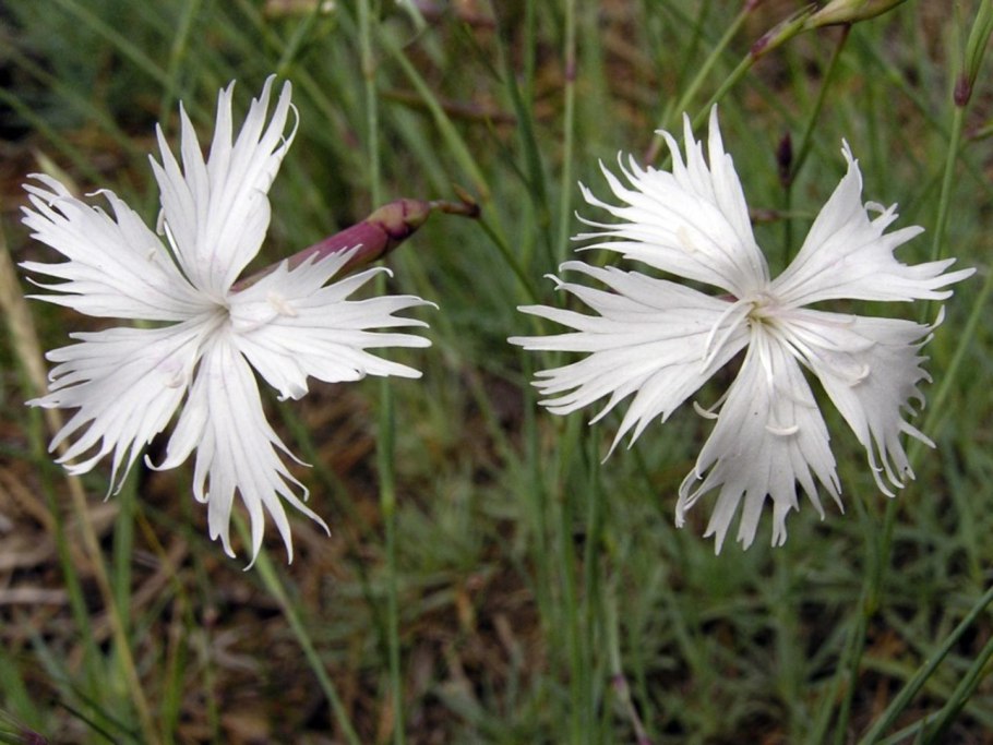 Dianthus Campestris