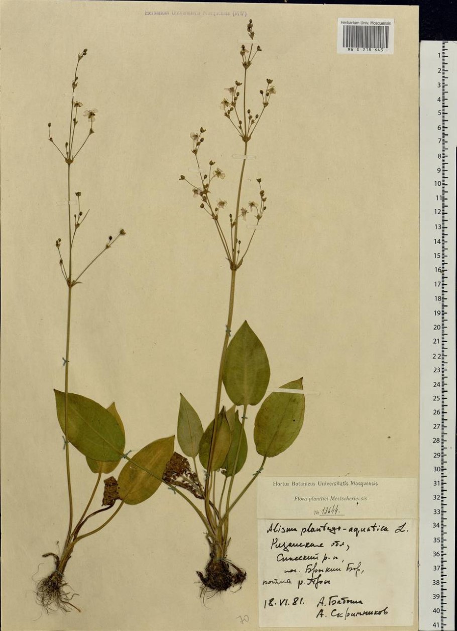 Частуха подорожниковая корневище