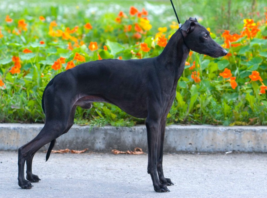 Цапля в Питере