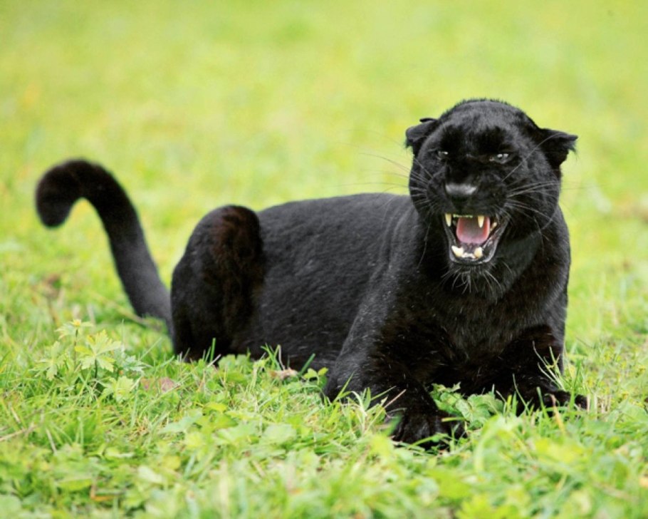 Грация пантеры