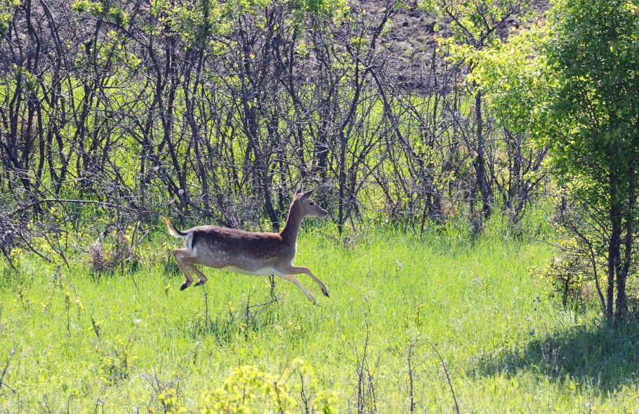 Черный ориентальный кот