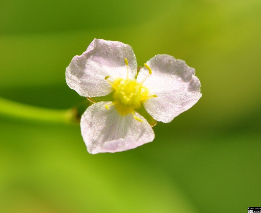 Частуха подорожниковая плоды