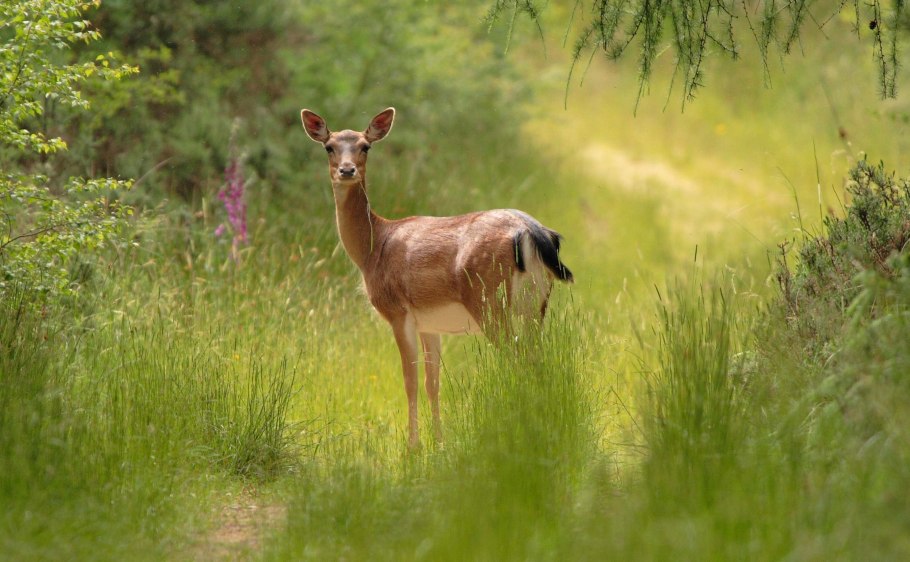 Азавак Левретка