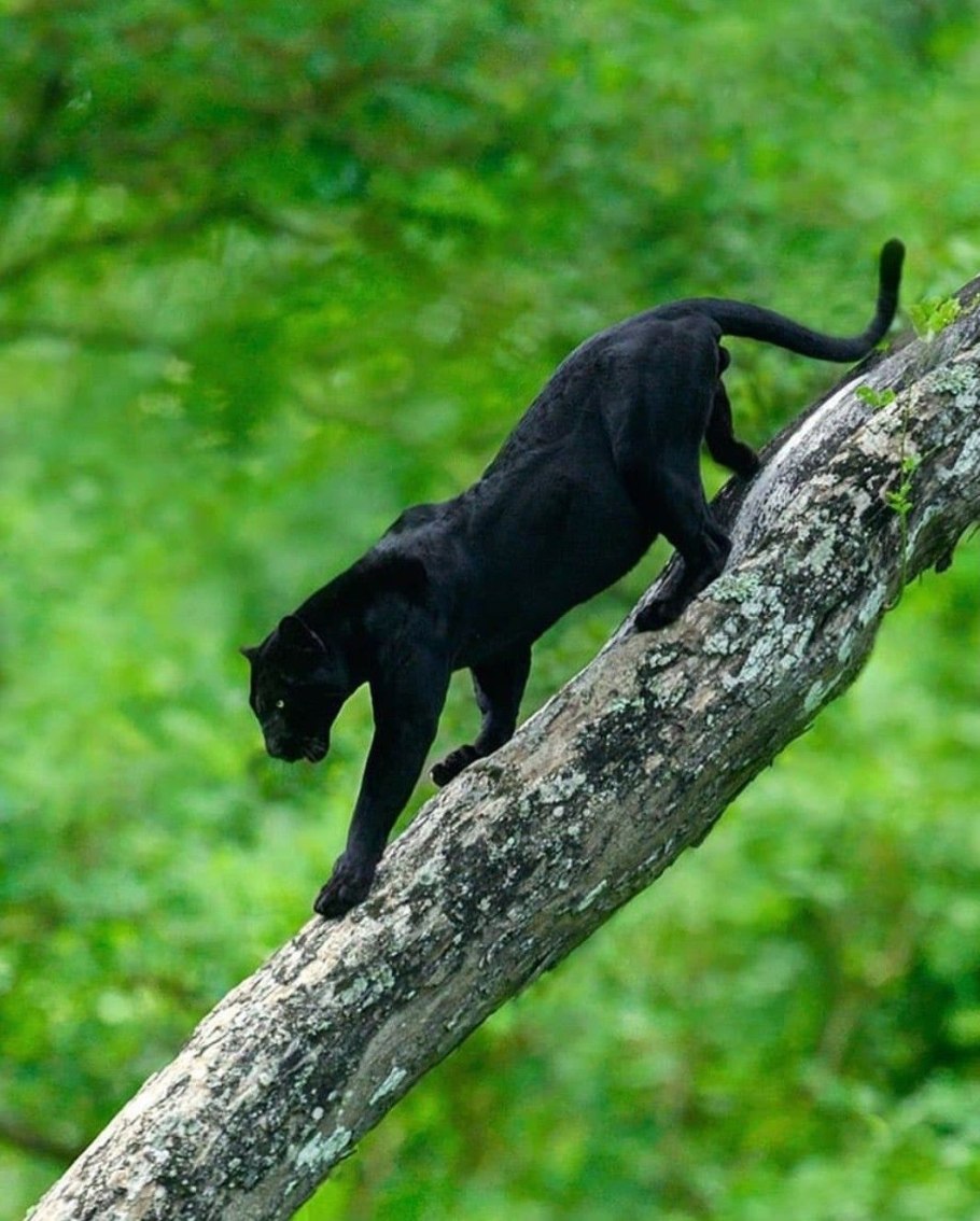 Черный ориентальный кот