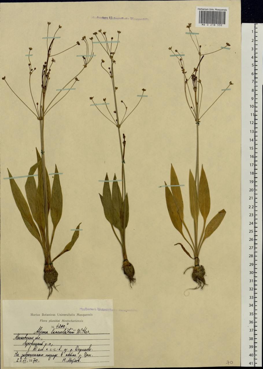 Частуха ланцетолистная