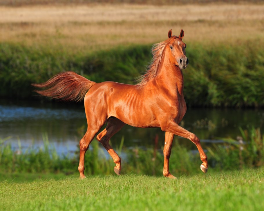 Черная пантера Багира