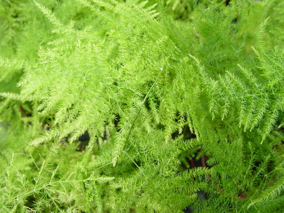 Аспарагус plumosus